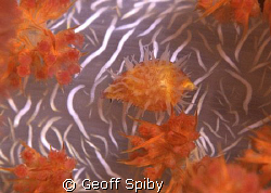 tiny cowrie well camouflaged on a soft coral
Nikon F-100... by Geoff Spiby 